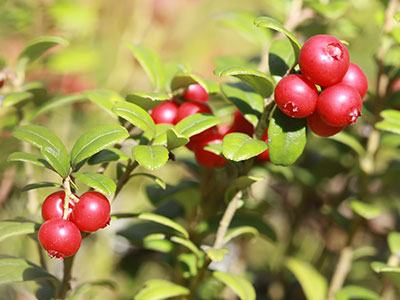 cranberries-nature-400x300.jpg
