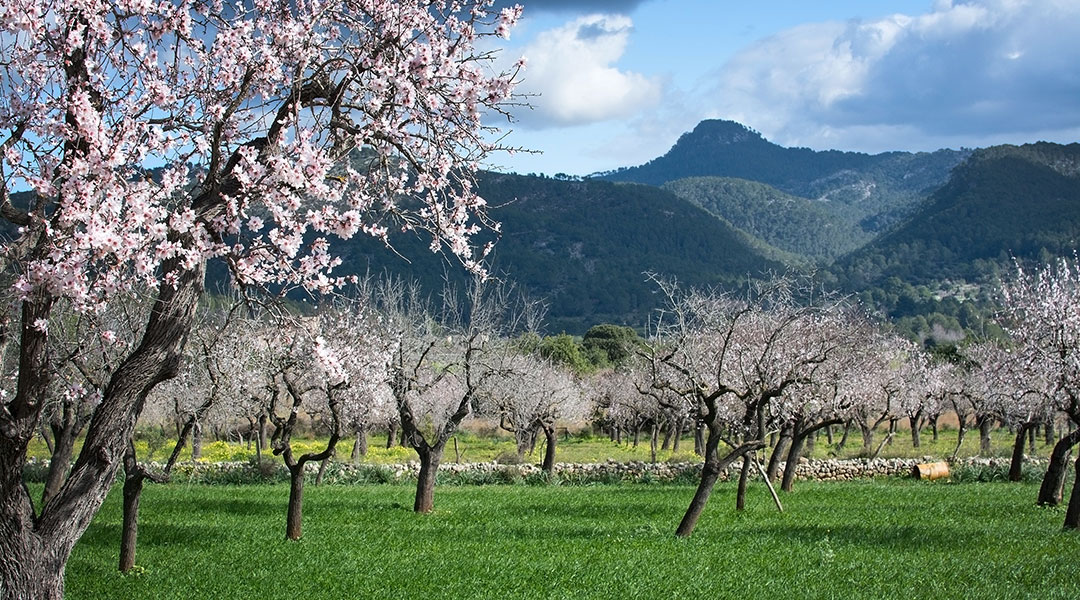 EC-almond-tree.jpg