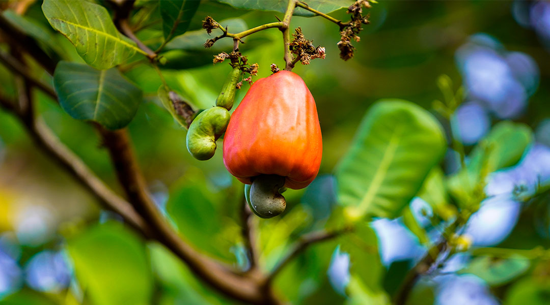 EC-cashew-600x1080.jpg