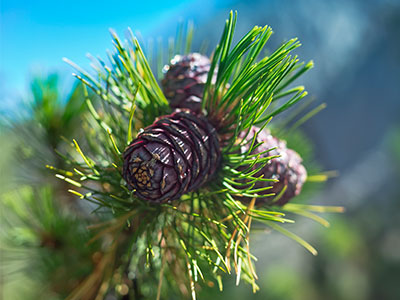 Pine-nuts-nature-400x300.jpg